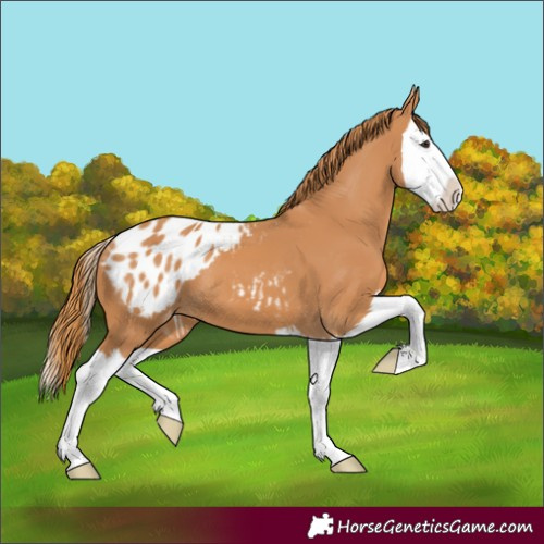 Horse Color:Chestnut Splash Appaloosa 