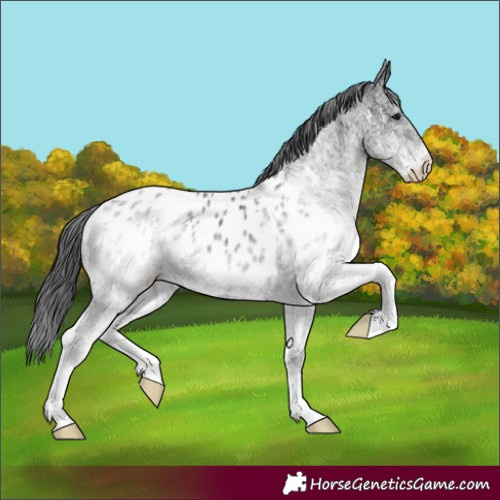 Horse Color:White Spotted Black Appaloosa 