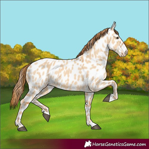 Horse Color:Red Dun Appaloosa 