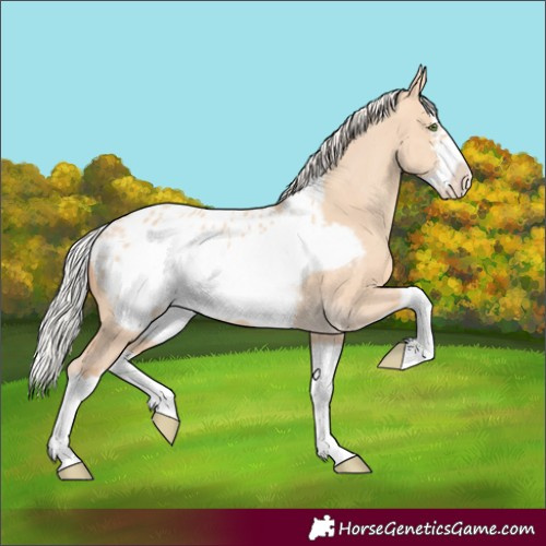 Horse Color:Silver Classic Champagne Dun Splash Frame Appaloosa 