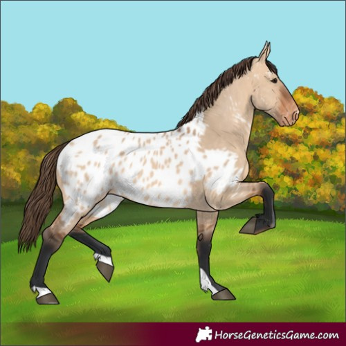 Horse Color:Bay Dun Appaloosa Rabicano