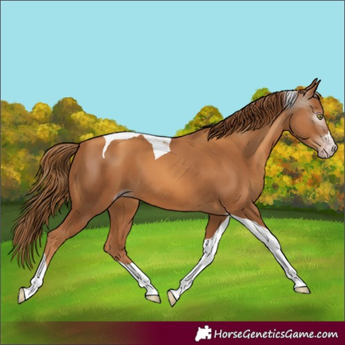 Horse Color:Gray Gold Champagne Tobiano