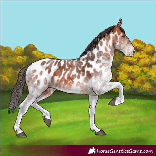 Horse Color:White Spotted Bay Appaloosa 