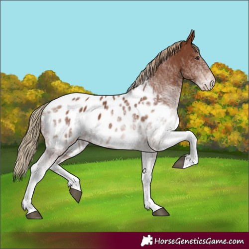 Horse Color:White Spotted Chestnut Appaloosa
