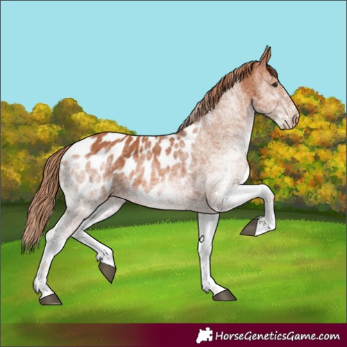 Horse Color:White Spotted Chestnut Appaloosa