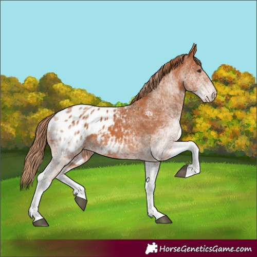 Horse Color:White Spotted Chestnut Appaloosa