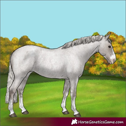 Horse Color:Unknown 