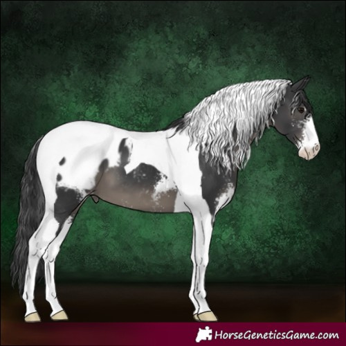 Horse Color:Black Sabino Tobiano Appaloosa 