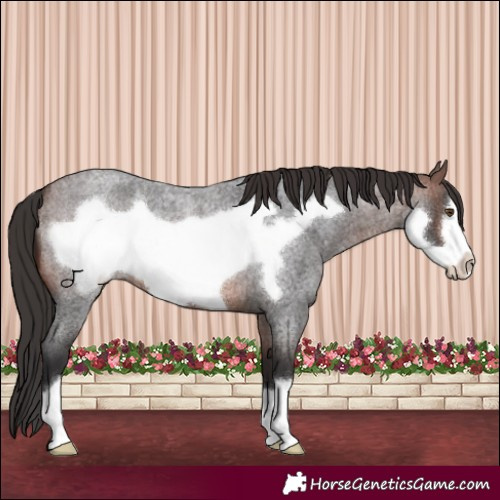 Horse Color:Brown Roan Frame 
