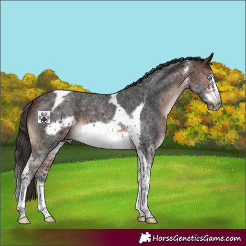 Horse Color:Brown Mushroom Sabino Tobiano Frame 