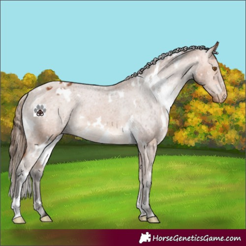 Horse Color:White Spotted Bay Varnish 