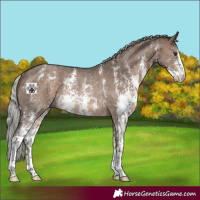 Horse Color:Silver Brown Dun Sabino Rabicano