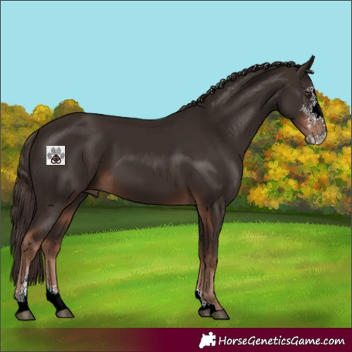 Horse Color:Liver Chestnut Sabino 