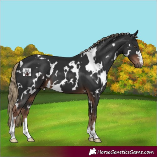 Horse Color:White Spotted Liver Chestnut 
