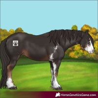 Horse Color:Liver Chestnut Sabino 
