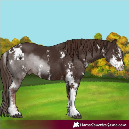 Horse Color:Liver Chestnut Sabino Rabicano 