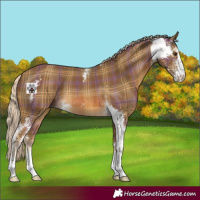 Horse Color:Plaid  Chocolate Palomino Sabino 