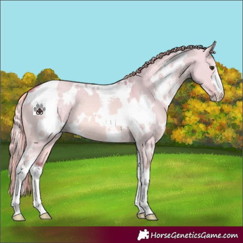 Horse Color:Watercolor White Spotted Red Dun Sabino 