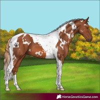 Horse Color:White Spotted Chestnut Tobiano 