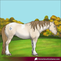 Horse Color:Buckskin Pearl Dun Tobiano 
