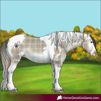 Horse Color:Plaid White Spotted Bay Dun Splash Tobiano