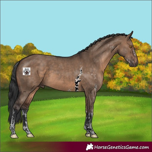 Horse Color:White Spotted Brown Dun Tobiano 