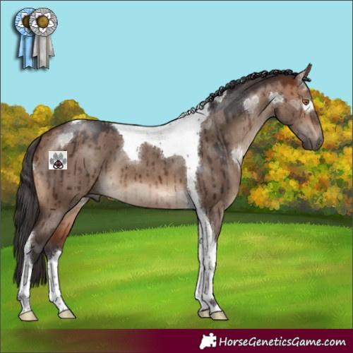 Horse Color:Bay Dun Tobiano Brindle 