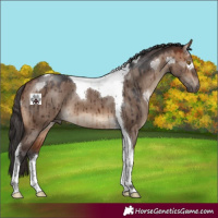 Horse Color:Bay Dun Tobiano Brindle 