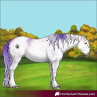 Horse Color:Gray Watercolor White Spotted Bay Dun 