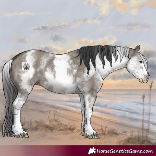 Horse Color:White Spotted Grullo 