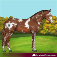 Horse Color:White Spotted Chestnut Sabino