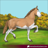 Horse Color:Chestnut Splash 