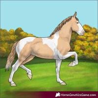 Horse Color:Gold Champagne Splash Tobiano 