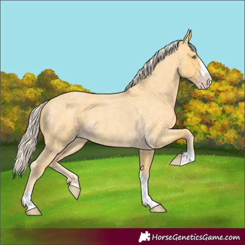 Horse Color:Gold Cream Champagne Roan Splash Tobiano 
