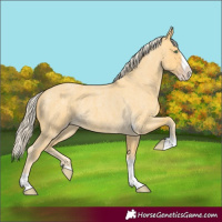 Horse Color:Gold Cream Champagne Roan Splash Tobiano