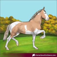 Horse Color:Gold Champagne Splash Tobiano 
