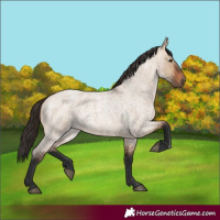 Horse Color:Bay Roan Dun 