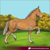 Horse Color:Palomino 