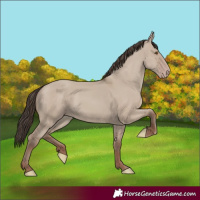 Horse Color:Classic Champagne Dun 