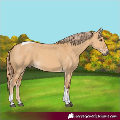 Horse Color:Red Dun Tobiano