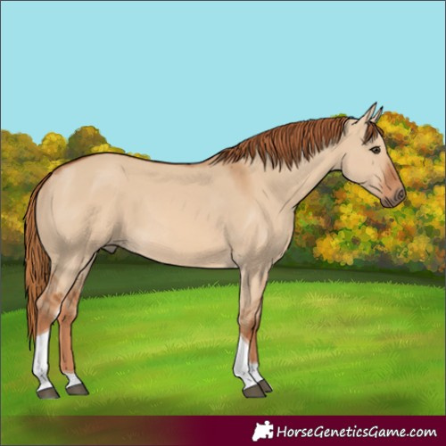 Horse Color:Red Dun Tobiano 