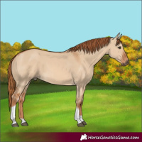 Horse Color:Red Dun Tobiano