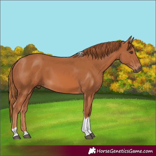 Horse Color:Chestnut Tobiano