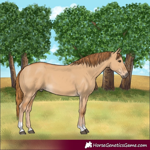 Horse Color:Red Dun Tobiano