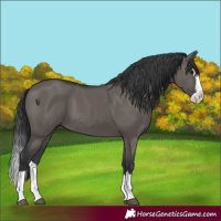 Horse Color:Grullo Splash 