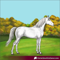 Horse Color:Silver Grullo Sabino Near Fewspot 