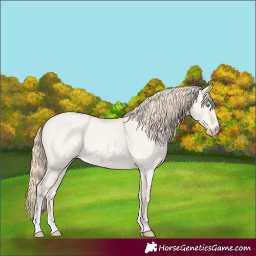 Horse Color:Perlino Roan Dun 