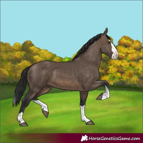 Horse Color:Brown Dun Splash 