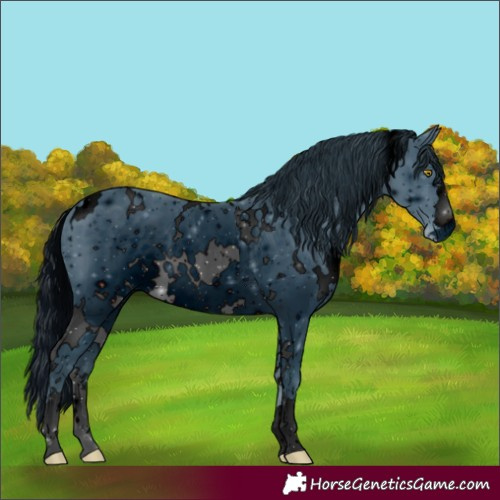 Horse Color:ERROR: UNKNOWN ANOMALY