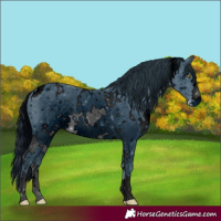 Horse Color:ERROR: UNKNOWN ANOMALY